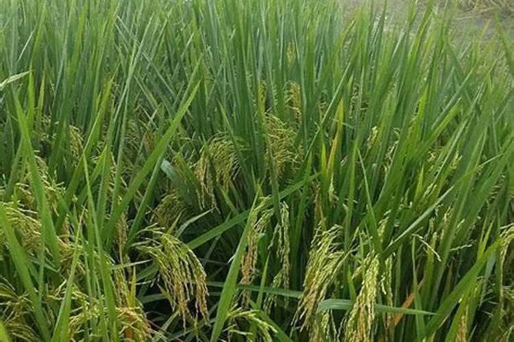 磷肥施用过量的后果,磷肥施用过量怎么补救