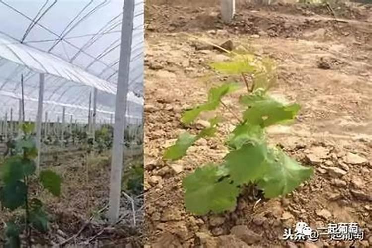 葡萄发芽期施什么肥