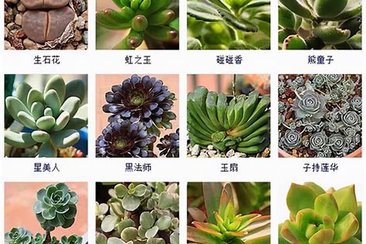 杨梅树一般打什么农药