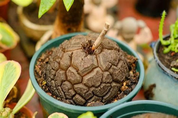 多肉植物新手如何养殖