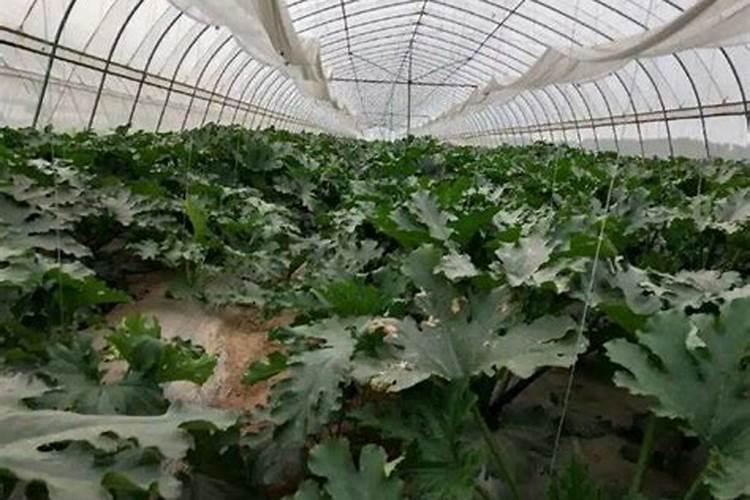 碳基复合肥的优缺点