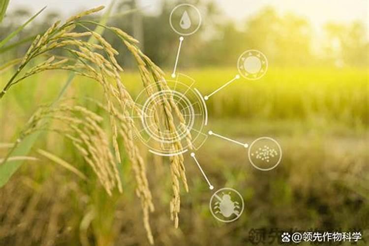 什么是碳基肥？