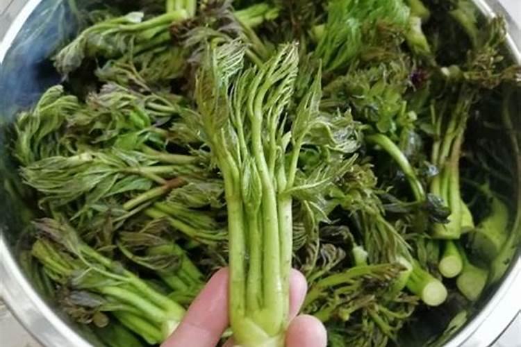 刺嫩芽种植技术