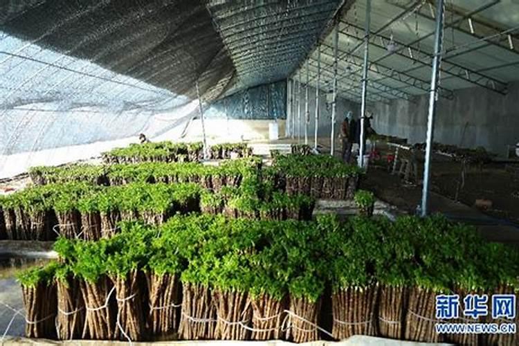 刺嫩芽种子怎么催芽