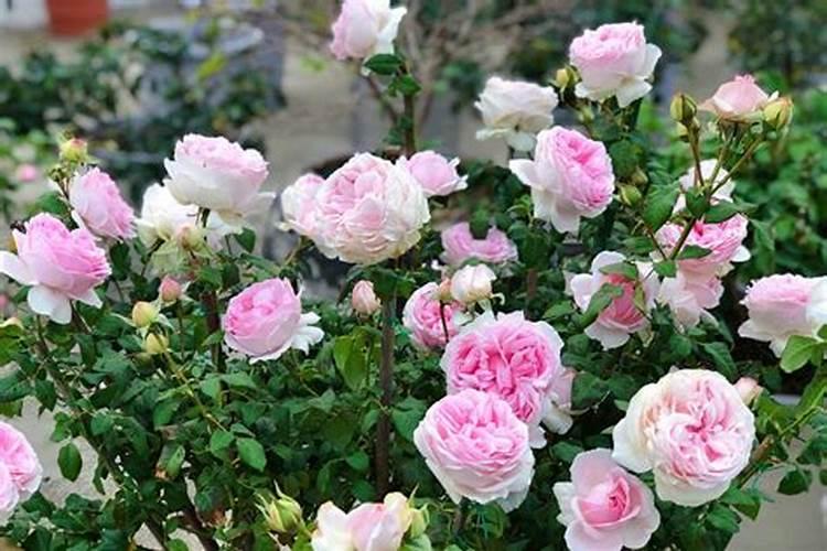 月季花施肥方法怎样给月季花施肥