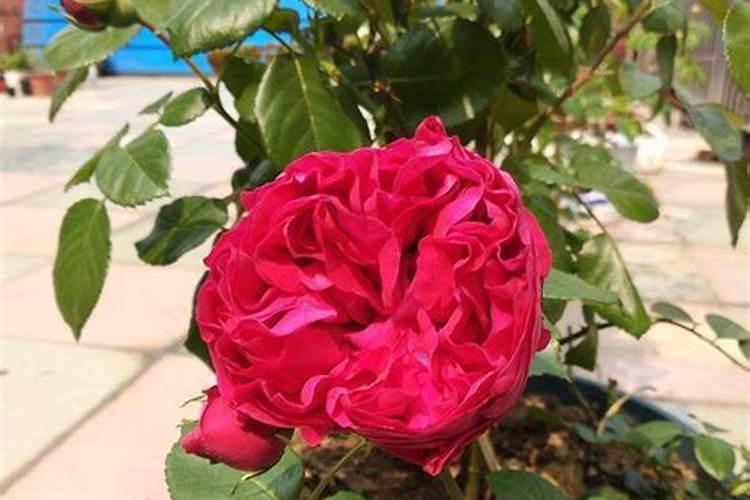 月季花施肥方法怎样给月季花施肥