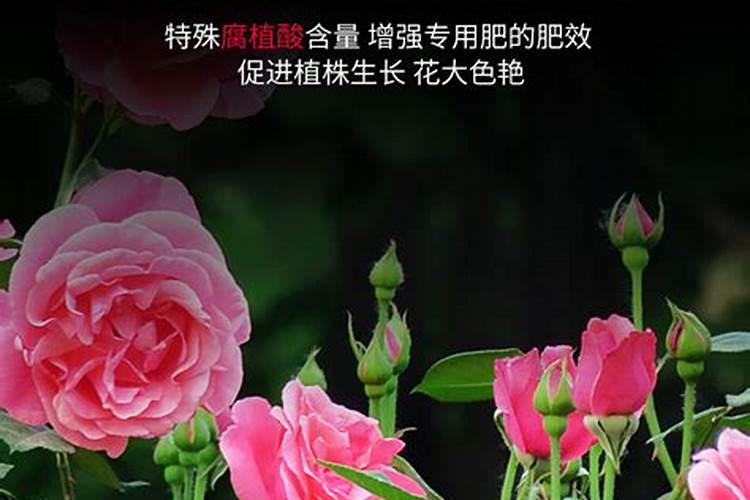 茶花如何施氮肥长得好