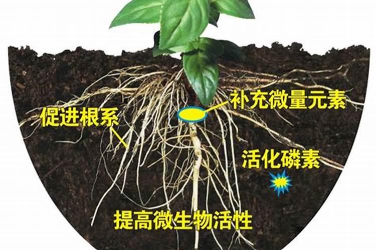 水溶肥的使用方法