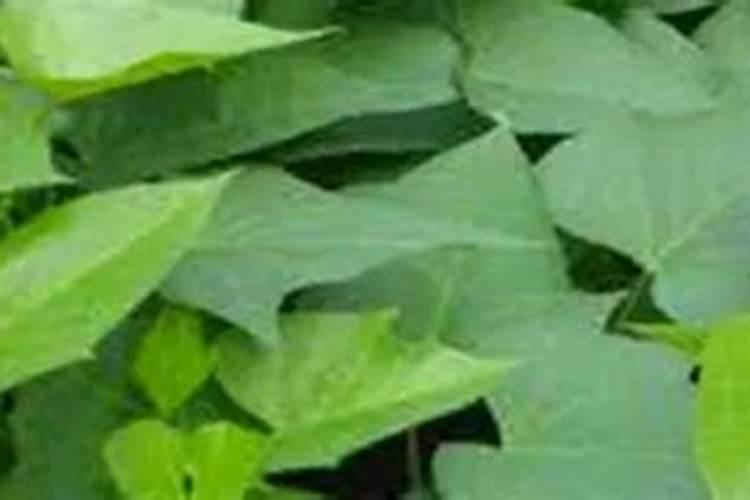 红薯施什么肥产量高