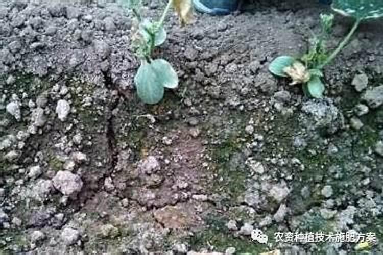 磷肥撒在地表会挥发吗
