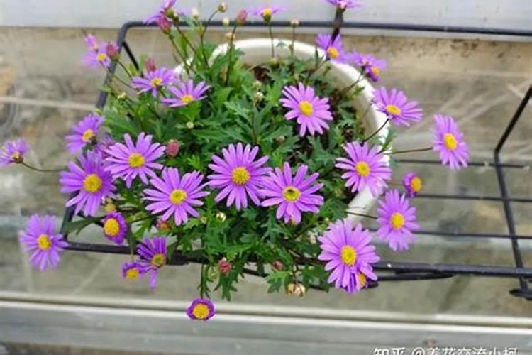 花苗浇肥后多久浇水 花苗浇肥后应间隔多久再浇水？