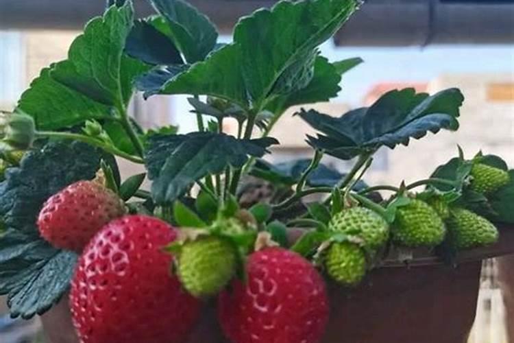 草莓施肥用什么肥料 草莓施肥使用的肥料介绍