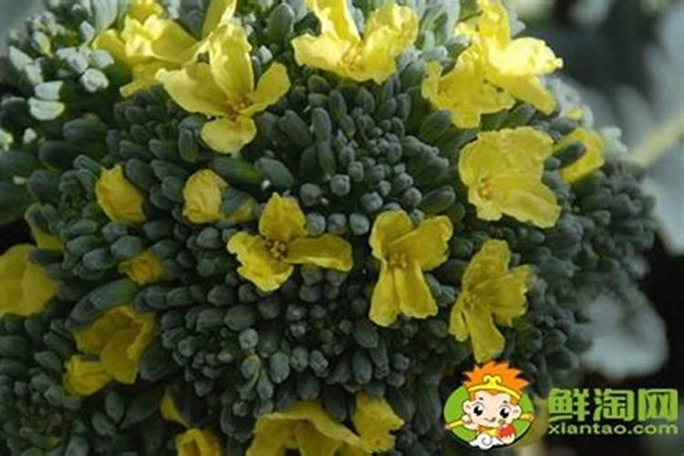西兰花出现黄化米粒的问题要怎么处理才好
