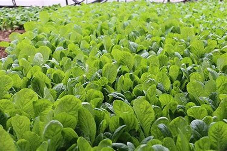 大豆的正确施肥方法
