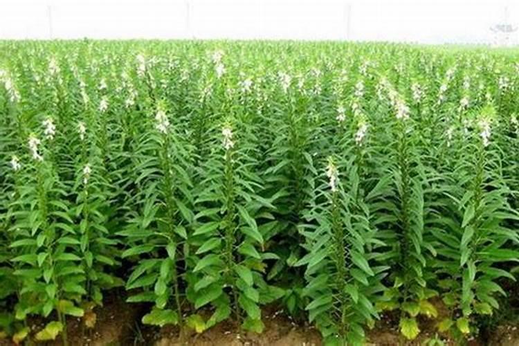 种植芝麻如何施用种肥和追肥？