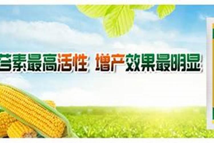 辣椒移植前打什么药。