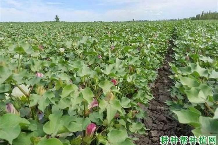一亩地用多少硼肥