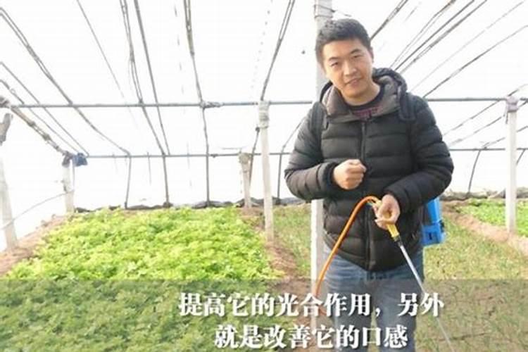 红糖蜂蜜酵母液属于氮肥吗对吗
