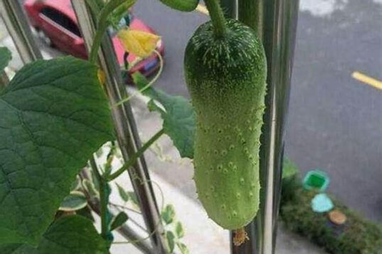黄瓜施用叶面肥需要注意什么
