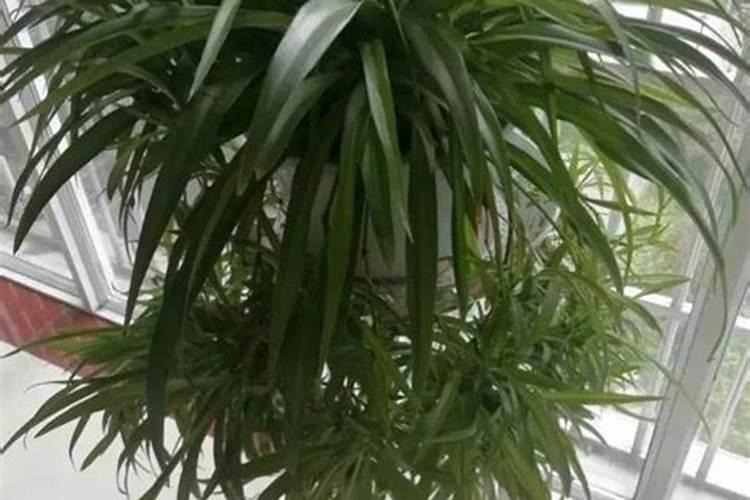 吊兰抽穗后怎样才能让它尽快开花(吊兰抽穗多是什么原因)
