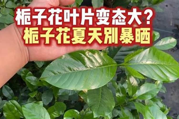 栀子花夏季怎么养