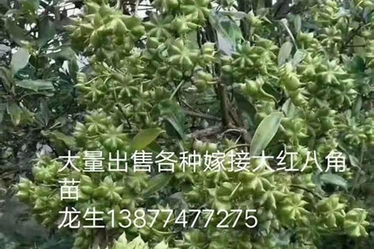 八角树施什么肥料挂果多