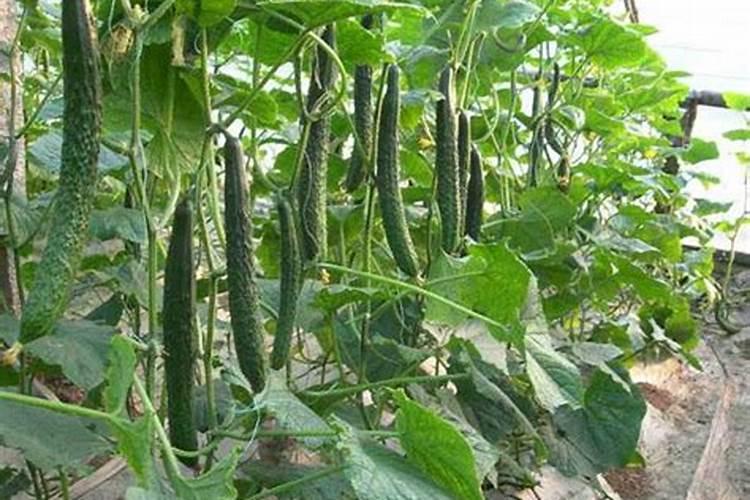 苹果树什么时候补施钾肥最好？