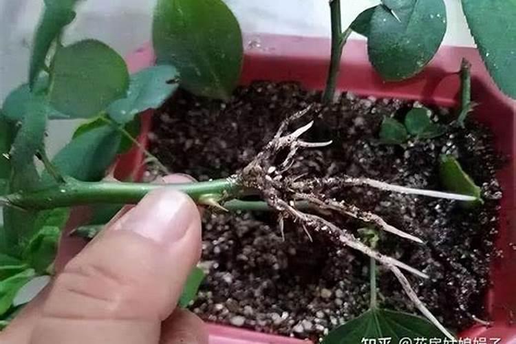 2月3月的月季花苗换土施肥晒太阳不愁开花少