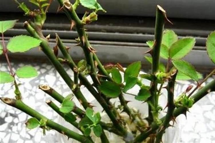 月季花用什么肥料最佳？