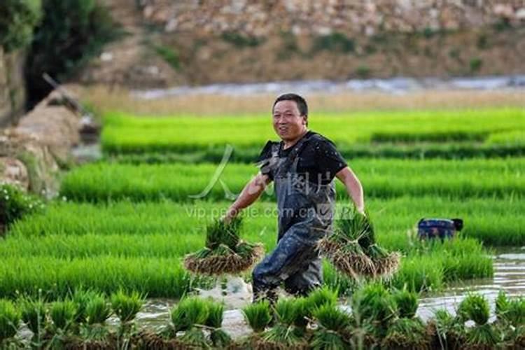 芸苔素浓度多少 月季