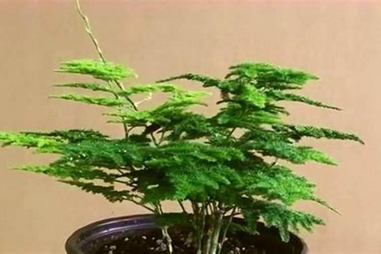 多肉植物需要什么肥料