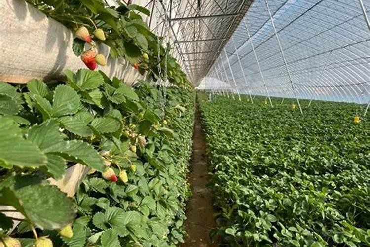 养草莓用什么肥料