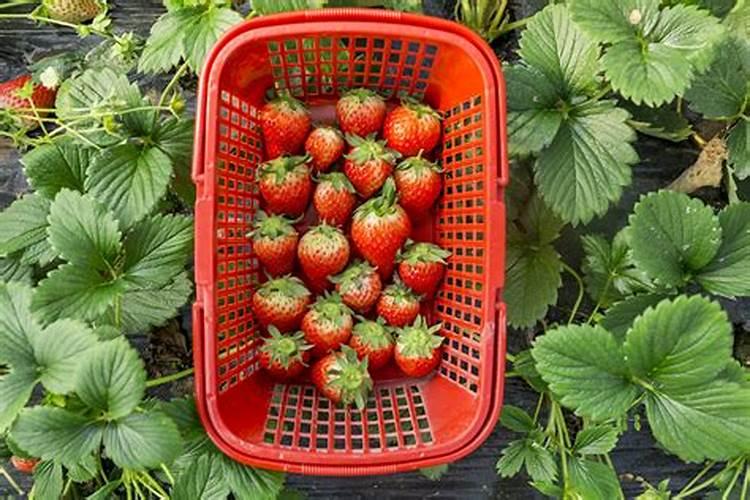 种草莓用什么肥料好