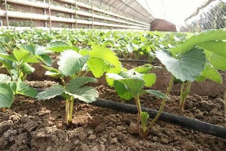 草莓追肥用什么肥料最好