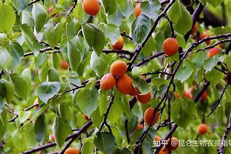 杏树撒什么肥催果大