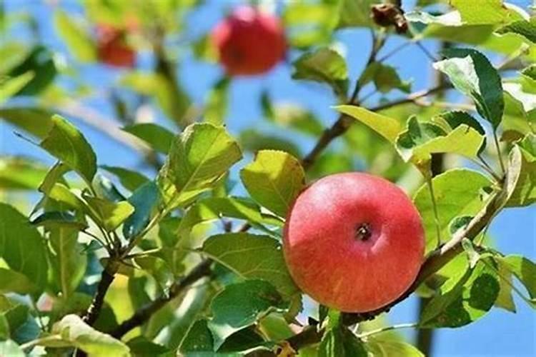 玉米什么时候追施肥最好 玉米追施肥最好的时间