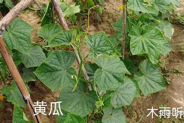 矿源黄腐酸钾和生化黄腐酸钾两者区别大吗？