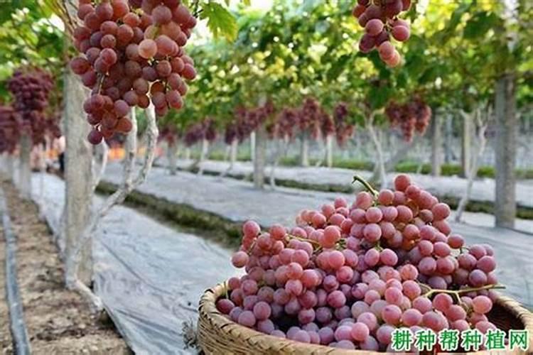 复合肥和二胺参与度会融化吗