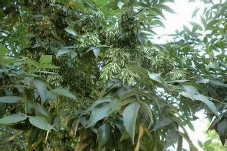 大叶女贞属于什么植物类型？