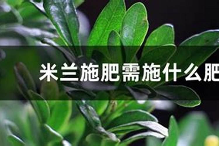 米兰用什么肥料最好