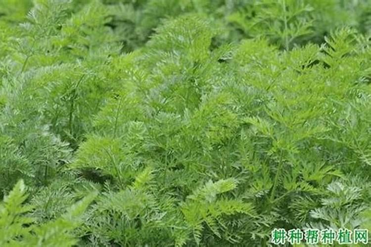 萝卜怎么种才不会有糠心 萝卜不会有糠心的种植方法
