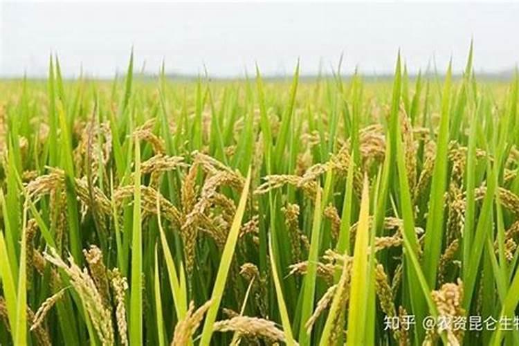 控释肥一次给多少