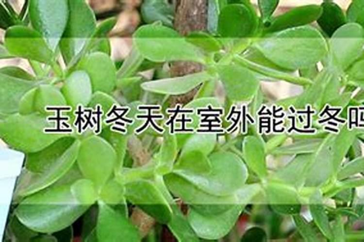 玉树喜欢什么肥料