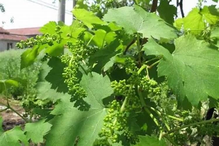 夏黑葡萄开花期间能不能施叶面肥