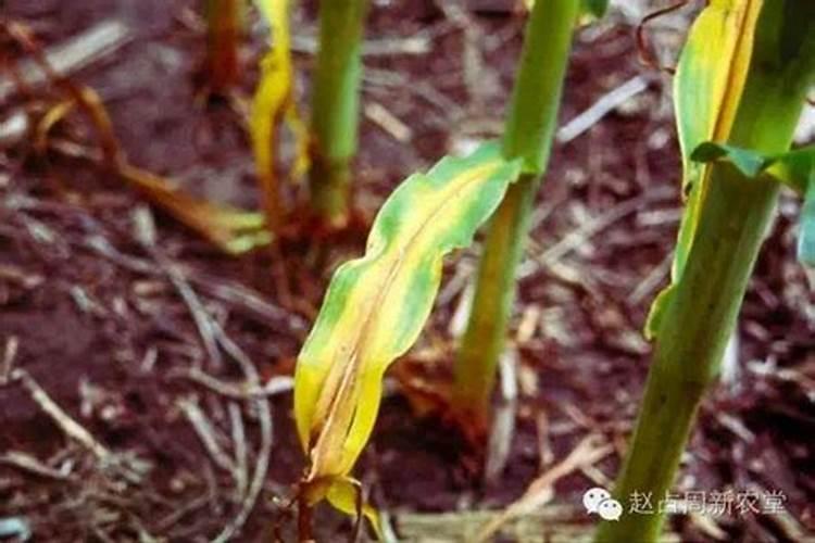 玉米抽雄时用什么肥料 施肥技巧有哪些