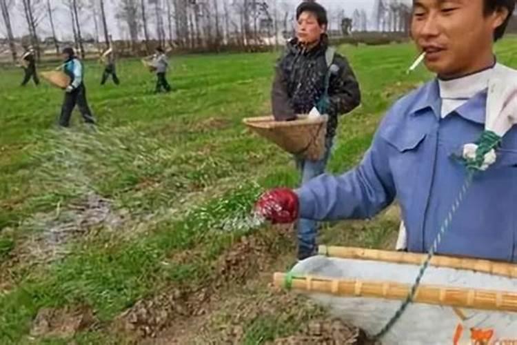 烧烤炭灰可以当肥料吗 肥料有哪些种类