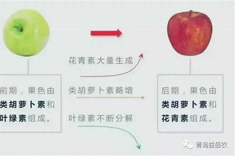 苹果上色最快打什么药
