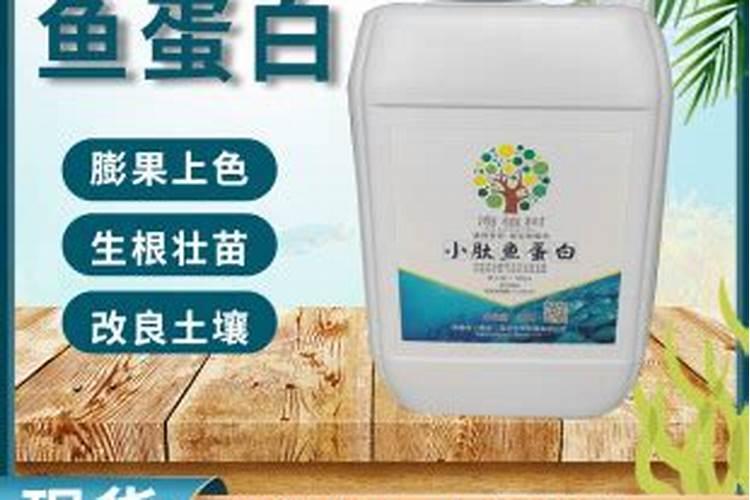 茶花什么时候施肥最好