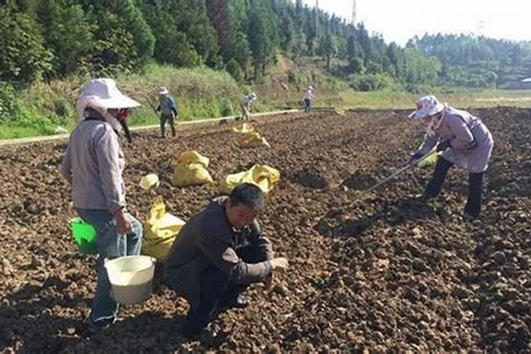 新栽茶花多久才施肥 新种茶花需要多久施肥