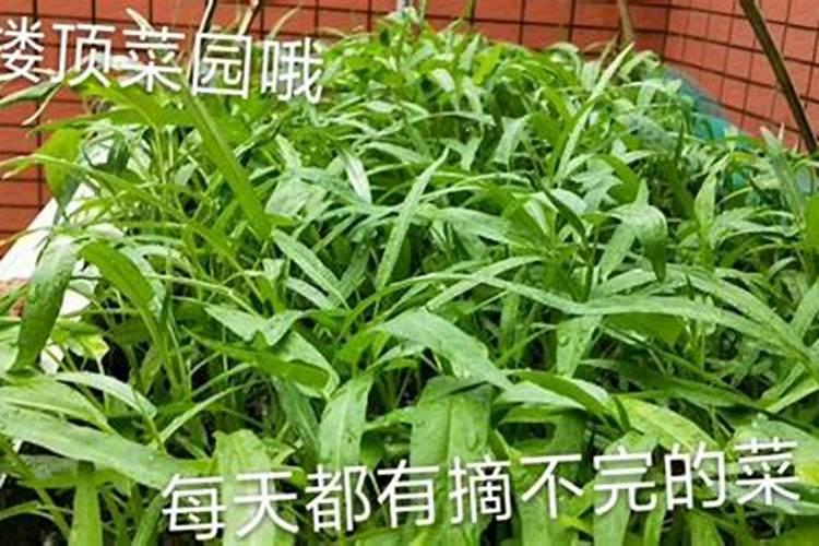 玉米打了叶面肥多长时间可以浇水？